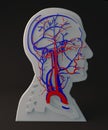 Facial artery and veins circulatory system, section head