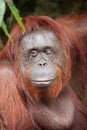 Close up of female orangutan in Borneo Royalty Free Stock Photo
