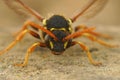 Facial close up view of Gooden's Nomad bee , Nomada goodeniana, a wasp mimic cleptoparasite bee