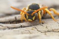 Facial close up view of Gooden's Nomad bee , Nomada goodeniana, a wasp mimic cleptoparasite bee