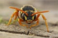 Facial close up view of Gooden's Nomad bee , Nomada goodeniana, a wasp mimic cleptoparasite bee