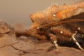 Facial closeup on the brown Herald moth, Scoliopteryx libatrix