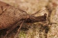 Facial closeup of the brown Snouth mot, Hypena proboscidalis