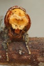 Facial closeup on a Buff-tip oth, Phalera bucephala sitting on a twig Royalty Free Stock Photo