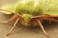 Facial closeup of the colorful green silver lines moth, Pseudoips prasinana on a piece of wood