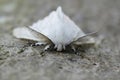 Facial closeup on the European white satin moth Leucoma salicis sitting on wood