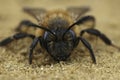 Facial closeup on a female Chocolate mining bee, Andrena scotica sitting on sandy soil