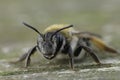 Facial closeup on a female of the Grey-gastered mining bee, Andrena tibialis sitting on wood