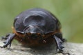 Facial closeup on a female of the rare European rhinoceros beetle, Oryctes nasicornis Royalty Free Stock Photo