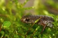 Facial closeup on a Foer - toed salamander, Hemidactylium scutatum Royalty Free Stock Photo