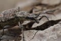 Facial closeup on a grey-colored longhorn beetle, the ribbed pine borer or Rhagium inquisitor sitting on wood Royalty Free Stock Photo