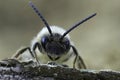 Facial closeup on a male Grey-gastered mining bee, Andrena tibialis