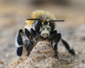 Facial closeup of a male of the hairy-footed flower bee , Anthophora plumipes Royalty Free Stock Photo