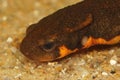 Facial closeup on a male Japenese fire-bellied newt, Cynops pyrrhogaster Royalty Free Stock Photo