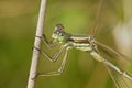 Facial closeup of the Migrant spreadwing damselfly , Lestes barbarus Royalty Free Stock Photo