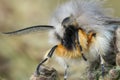 Facial closeup on the muslin moth, Diaphora mendica Royalty Free Stock Photo