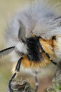 Facial closeup on the muslin moth, Diaphora mendica Royalty Free Stock Photo