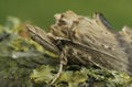 Facial closeup on the Pale Prominent moth,Pterostoma palpina, with it's remarkable snout