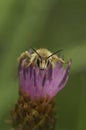 Facial closeup on a Pantaloon solitary bee, Dasypoda hirtipes, sitting on a purple knapweed flower