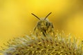 Facial closeup on a pollen covered male yellow legged solitary mining bee Andrena flavipes sitting on a Willow catkin