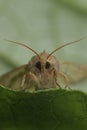 Facial closeup on a Potato skin borer owlet moth , Hydraecia micacea