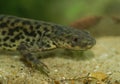 Facial closeup on the rare and protected African ribbed newt, Pleurodeles nebulosus, under water Royalty Free Stock Photo