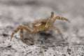 Facial closeup on a rusty brown small crab-spider , Xysticus in threatening pose