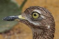 Facial closeup of a wader bird, the Cape thick-knee, spotted dikkop, spotted thick-knee , Burhinus capensis