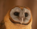 Facial disc of Ashy Faced Barn Owl, Tyto glaucops. Known for concept of wisdom