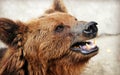 Facial features of brown bear