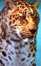 Facial features of Chinese leopard or North China leopard