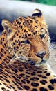 Facial features of Chinese leopard or North China leopard Royalty Free Stock Photo