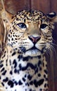 Facial features of Javan leopard Royalty Free Stock Photo