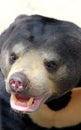 Facial features of Malayan sun bear Royalty Free Stock Photo