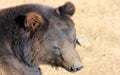 Facial features of Manchu brown bear or Hairy ear bear