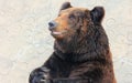 Facial features of Manchu brown bear or Hairy ear bear