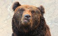 Facial features of Manchu brown bear or Hairy ear bear