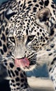 Facial features of Persian leopard or Caucasian leopard Royalty Free Stock Photo