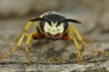 Facial frontal close up of the head of a European beewolf, Philanthus triangulum on a piece of wood