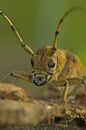 Facial frontal closeup on the large European poplar borer longhorn beetle, Saperda carcharias sitting on wood