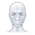 Female facial muscles detailed bright anatomy vector illustration Royalty Free Stock Photo