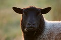 Facial Portrait of Blue Texel Sheep