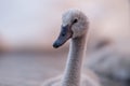 Facial Portrait of Cygnet Royalty Free Stock Photo