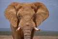 Facial portrait of large African Elephant bull. Royalty Free Stock Photo
