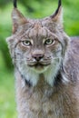 Facial portrait of lynx Royalty Free Stock Photo