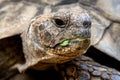 Facial Portrait of Mediterranean Spur Thighed Tortoise
