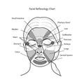 Facial Reflexology Chart. Vector