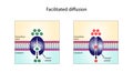 Facilitated Diffusion through a specific or non specific transporter protein. Passive Transport