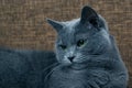 Facilities by gray cat on a sofa Royalty Free Stock Photo