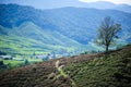 A facinating view at tea plantation in Cameron Highland